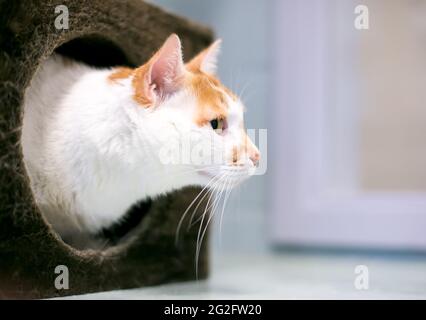Profil einer Kurzhaarkatze, die aus einem überdachten Katzenbett guckt Stockfoto