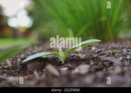 Grüner Kürbis Sprout wächst auf fruchtbarem Boden. Kleiner Sämling von Cucurbita Pepo im Garten. Stockfoto