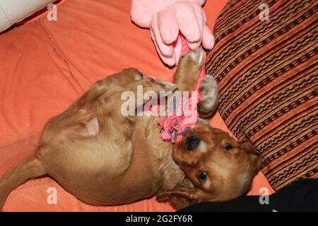 Ein Monat alter englischer Cocker Spaniel, der mit einem rosa Stofftier spielt Stockfoto