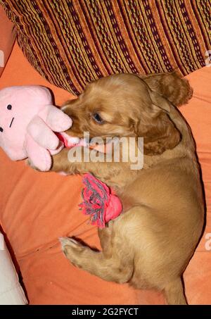 Ein Monat alter englischer Cocker Spaniel, der mit einem rosa Stofftier spielt Stockfoto