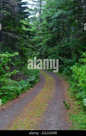 Eine unbefestigte Straße schlängelt sich durch einen wunderschönen Wald. Coastal Maine, USA. Stockfoto