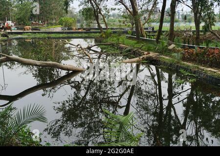 Superzyklon Amphin entwurzelte Bäume, die auf einen Teich fielen. Die Verwüstung hat viele Bäume fallen lassen. Gedreht in Howrah, Westbengalen, Indien. Stockfoto