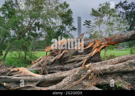 Superzyklon Amphan hat entwurzelten Baum, der auf den Boden fiel. Die Verwüstung hat viele Bäume fallen lassen. Hochhaus von Kalkutta im Hintergrund. Kol Stockfoto