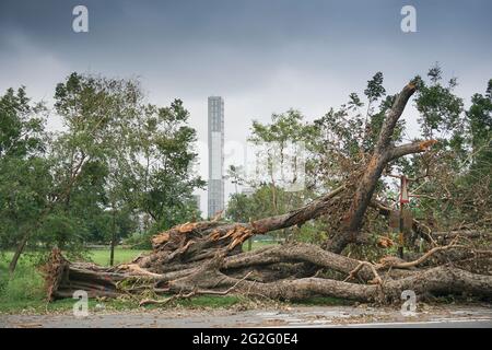 Kalkutta, Westbengalen, Indien - 21. Mai 2020 : Super-Zyklon Amphan hat einen Baum entwurzelt, der auf den Boden fiel. Die Verwüstung hat viele Bäume fallen lassen. H Stockfoto