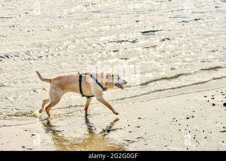 Gelber Laborhund, der am Strand läuft, mit warmem Licht von der untergehenden Sonne hinter ihr. Speicherplatz kopieren. Stockfoto