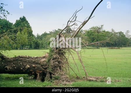 Kalkutta, Westbengalen, Indien - 23. Mai 2020 : Super-Wirbelsturm Amphan entwurzelter Baum, der auf dem Maidan auf Boden fiel. Die Verwüstung hat viele tr Stockfoto