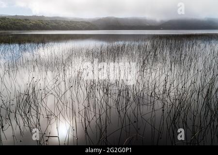 Düsterer nebliger Morgen an einem See im Nationalpark Chiloe, Chile Stockfoto