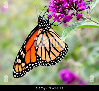 Ein Monarch Butterfly (Danaus plexippus) hängt kopfüber, während er sich vom Nektar eines Schmetterlingsbusches ernährt. (Buddleja). Nahaufnahme. Stockfoto