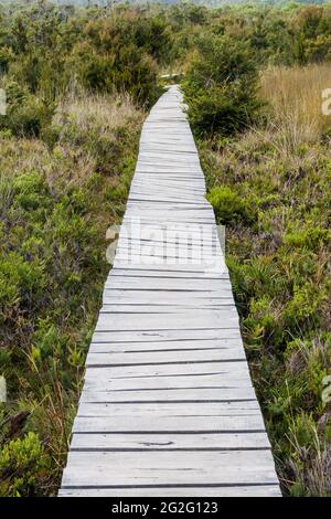 Boardwalk im Chiloe Nationalpark, Chile Stockfoto