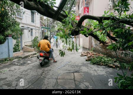 Howrah, West Bengal, Indien - 21. Mai 2020 : Super Zyklon Amphan entwurzelter Baum, der fiel und blockierte Straße. Bürger, die gefährlich riskieren Stockfoto