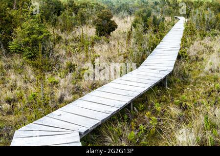 Boardwalk im Chiloe Nationalpark, Chile Stockfoto