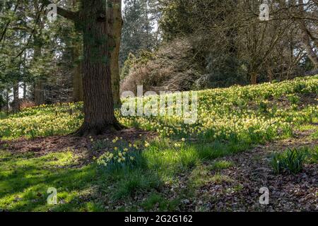 Narzissen in einer Waldlichtung bei starker Frühlingssonne Stockfoto