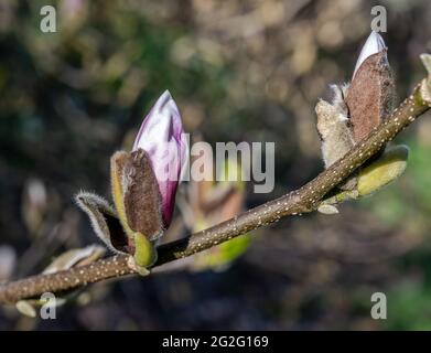 Magnolia Knospen platzen in Spring Sunshine auf Stockfoto