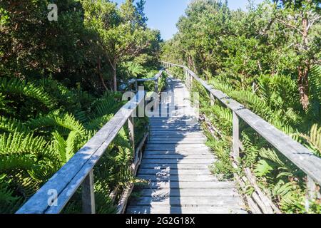 Boardwalk im Chiloe Nationalpark, Chile Stockfoto