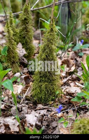 Moos, das die Stämme junger Aschesknödel aufwächst Stockfoto