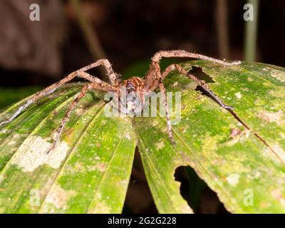 Fütterung tropischer Wolfsspinnen (Familie Ctenidae), Provinz Napo, Ecuador Stockfoto