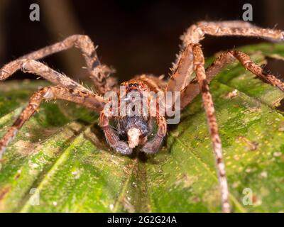 Fütterung tropischer Wolfsspinnen (Familie Ctenidae), Provinz Napo, Ecuador Stockfoto