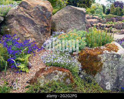 Alpine Pflanzen wachsen in einem Steingarten Stockfoto