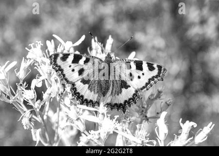 Schwarz-Weiß-Bild des Schmetterlings kleiner Fuchs Tortoiseshell Aglais urticae auf Blumen in Harz Deutschland. Stockfoto