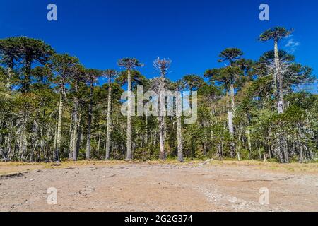 Araucaria-Wald im Nationalpark Herquehue, Chile. Der Baum wird Araucaria araucana genannt (allgemein: Affe Puzzle Baum, Affe Schwanz Baum, chilenischen Stift Stockfoto