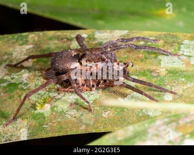 Tropische Wolfsspinne (Familie Ctenidae), die sich auf einer Kakerlake ernährt, Provinz Napo, Ecuador Stockfoto