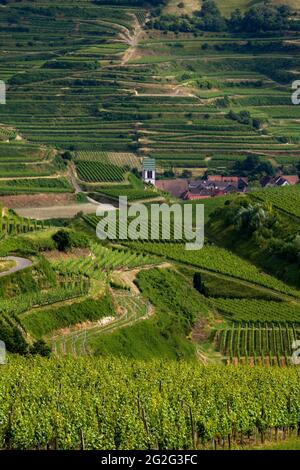 Kirche in den Weinbergen im Herbst, Oberbergen, Vogtsburg Im Kaiserstuhl, Baden-Württemberg, Deutschland Stockfoto