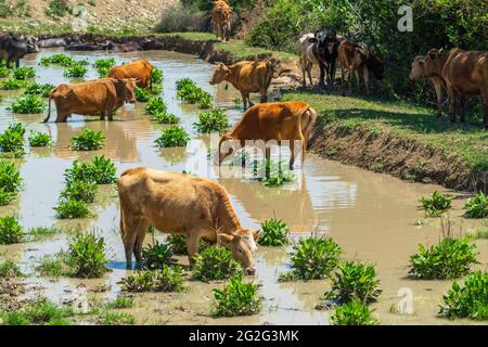 Kühe an einer Wasserstelle Stockfoto