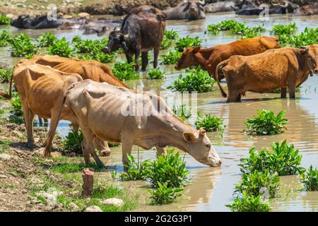 Kühe an einer Wasserstelle Stockfoto