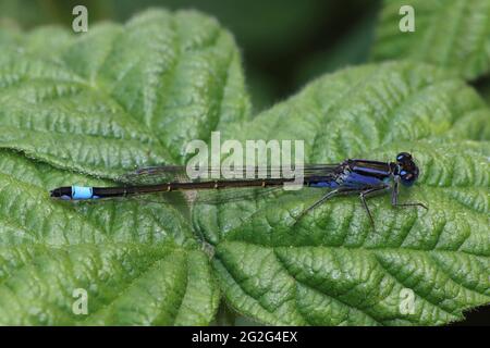 Blauschwanzige Damselfliege Ischnura elegans - weibliche Form violacea Stockfoto