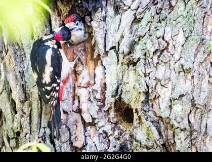 Der Buntspecht füttert ihn jung. VEREINIGTES KÖNIGREICH Stockfoto