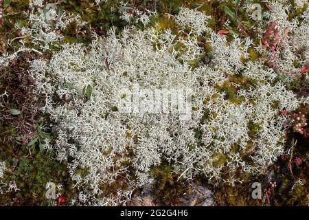 Rentier Lichen alias Rentier Moos Cladonia portentosa Stockfoto