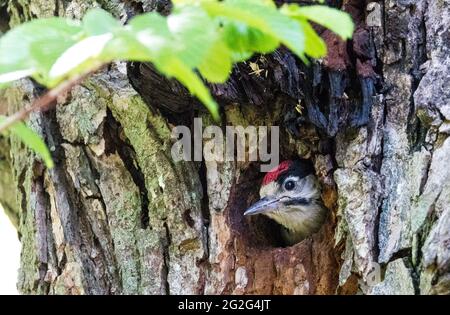 Der Buntspecht füttert ihn jung. VEREINIGTES KÖNIGREICH Stockfoto