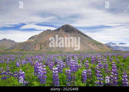 Nootka Lupine (Lupinus nootkatensis) blüht im Sommer auf der isländischen Tundra, invasive Art in Island, aber in Nordamerika heimisch Stockfoto