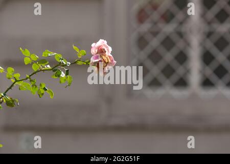 Stieg in der Stadt Stockfoto