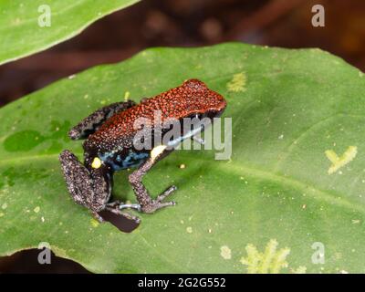 Ecuadorianischer Giftfrosch (Ameerega bilinguis), Provinz Napo, Ecuador Stockfoto