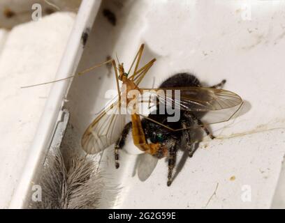 Mutige sprinende Spinne, Phidippus audax, mit gefangener Beute, Tiger Crane Fly, Nephrrotoma macrocera Stockfoto