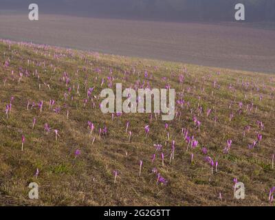 Europa, Deutschland, Hessen, Hinterland, Naturpark Lahn-Dill-Bergland, Gladenbach, Wiese mit blühenden Herbstkrokus Stockfoto