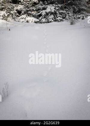 Fox Spur im Schnee Stockfoto