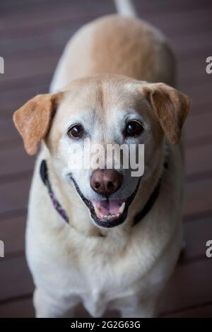 Portrait von gelbem labrador-Mix beim Blick auf die Kamera Stockfoto