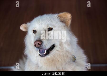 Nahaufnahme Porträt von weißen goldenen Retriever deutschen Schäferhund Mix Stockfoto