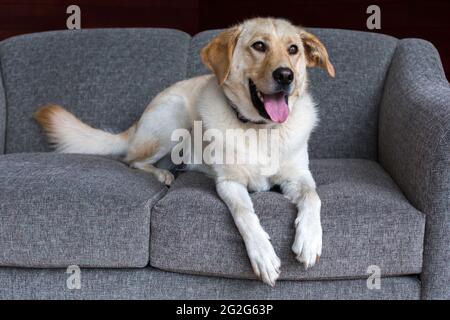Ein weiß-goldener labrador-Mischhund, der auf der grauen Couch liegt. Stockfoto