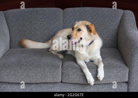 Ein weiß-goldener labrador-Mischhund, der auf der grauen Couch liegt. Stockfoto