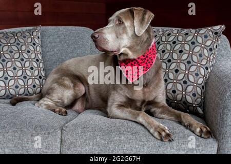 Ein silberner labrador Retriever mit rotem Tuch liegt auf der grauen Couch Stockfoto