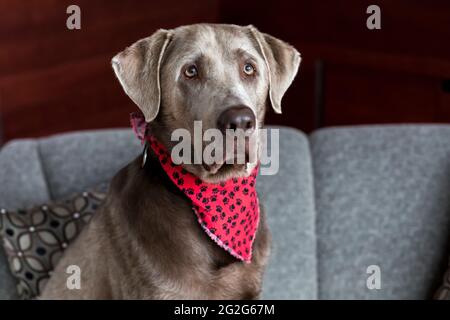 Ein silberner labrador Retriever mit rotem Tuch sitzt auf der grauen Couch Stockfoto