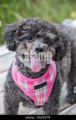 Porträt eines Pudels im Freien mit einer Zunge, die heraushängt. Stockfoto