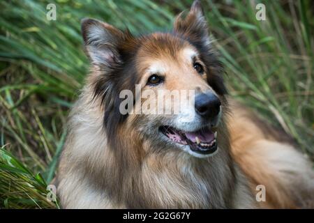 Ein Nahaufnahme-Porträt von Collie Deutscher Schäferhund mischen sich im Gras Stockfoto