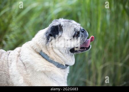 Eine Nahaufnahme von der Seite des Moorhundes mit Gras im Hintergrund. Stockfoto