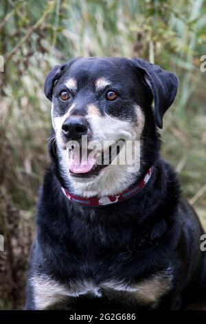 Nahaufnahme des rottweiler Mischlingshundes, der im Gras sitzt Stockfoto