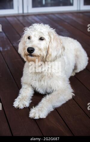 Ein Nahaufnahme-Porträt von weißem Labradoodle auf Holzdeck. Stockfoto