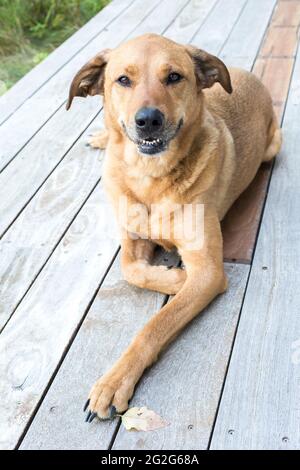 Brauner kurzhaariger Mischlingshund, der auf Deck liegt Stockfoto